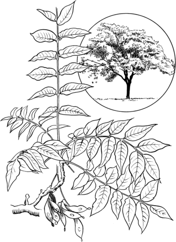 Tree Of Heaven Or Ailanthus Coloring Page